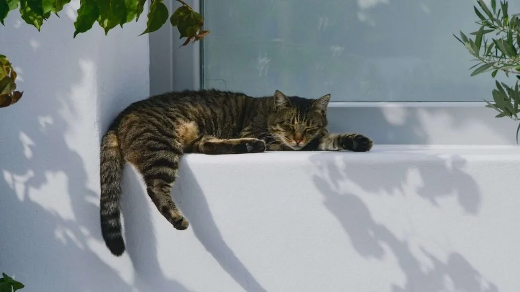 Esercizi di Minfulness_gatto